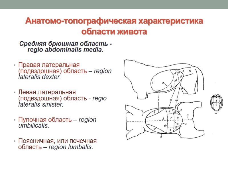 Анатомо-топографическая характеристика области живота Средняя брюшная область - regio abdominalis media.  Правая латеральная